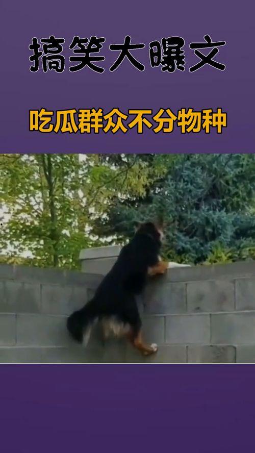 吃瓜群众几分熟,几分熟，揭秘娱乐圈幕后真相
